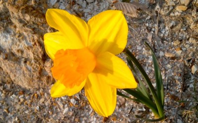 Fleurs de printemps…