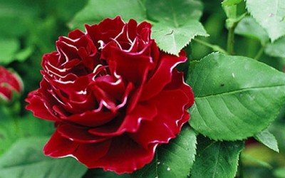 Au nom de la Rose… de la poésie, des parfums, des couleurs !