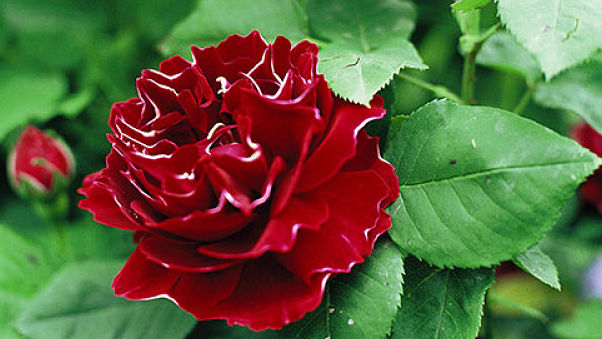 Au nom de la Rose… de la poésie, des parfums, des couleurs !