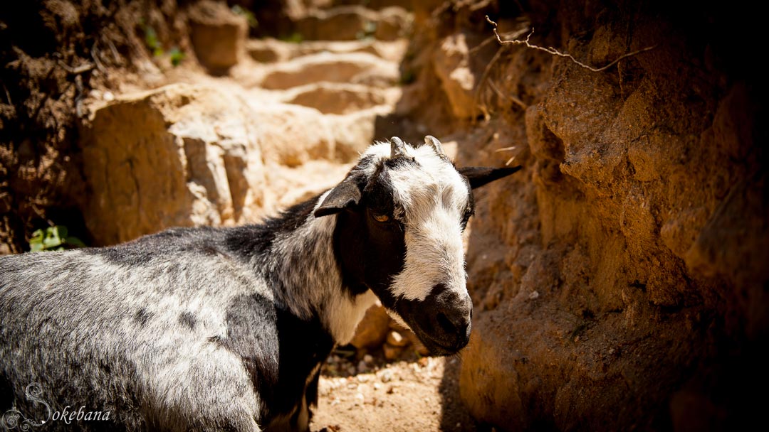 Mikado, la chèvre mascote